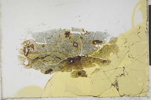 Plane Polarized, S23449