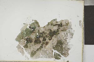 Plane Polarized, S23468