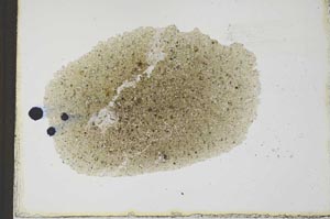 Plane Polarized, S23512