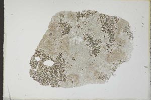 Plane Polarized, S23529
