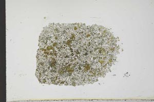 Plane Polarized, S23538