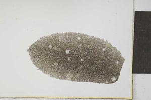 Plane Polarized, S23542