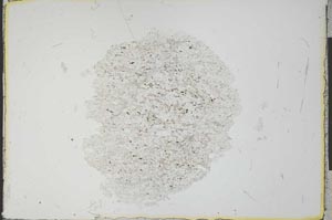 Plane Polarized, S23560
