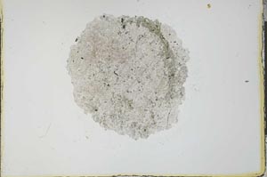 Plane Polarized, S23562