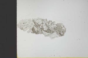 Plane Polarized, S23570