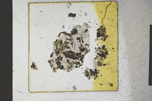 Plane Polarized, S23581/A