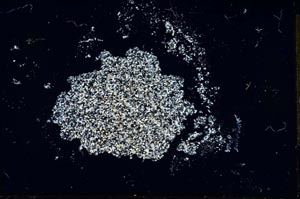 Cross Polarized, S23595