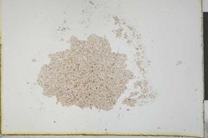 Plane Polarized, S23595