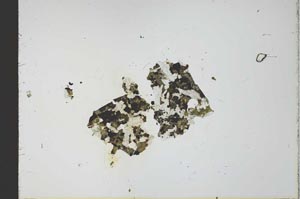 Plane Polarized, S23623