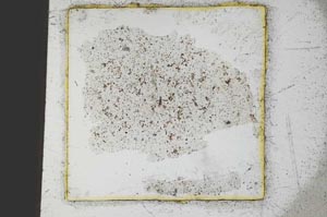 Plane Polarized, S23626