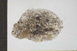 Plane Polarized, S23699