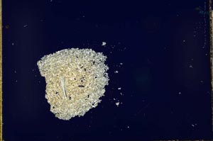 Cross Polarized, S23708