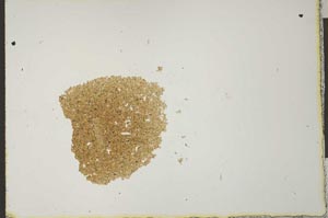 Plane Polarized, S23708