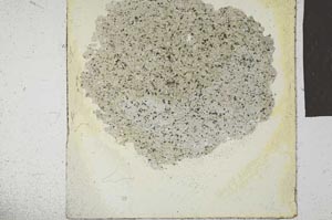 Plane Polarized, S23797