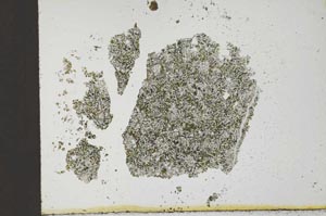 Plane Polarized, S23839