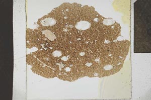 Plane Polarized, S23848