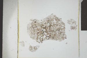 Plane Polarized, S23853