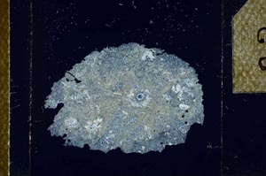 Cross Polarized, S23854