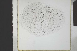 Plane Polarized, S23860
