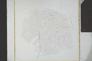 Plane Polarized, S23867