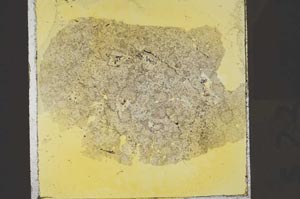 Plane Polarized, S23868