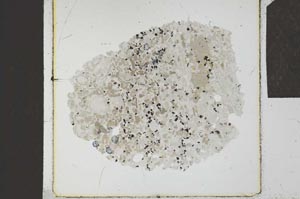 Plane Polarized, S23876