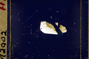 Cross Polarized, S23876/A