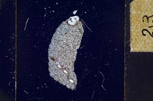 Cross Polarized, S23881