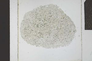 Plane Polarized, S23883