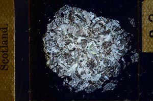 Cross Polarized, S23885