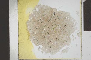 Plane Polarized, S23885