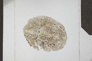 Plane Polarized, S23890