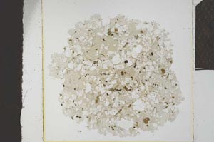 Plane Polarized, S23892