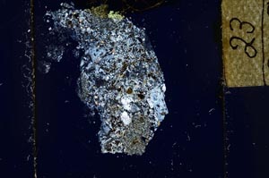 Cross Polarized, S23911/a