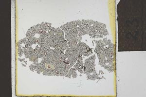 Plane Polarized, S23919