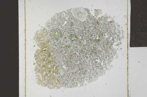 Plane Polarized, S23920