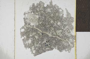 Plane Polarized, S23930