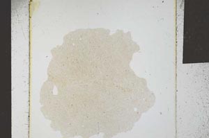 Plane Polarized, S23937