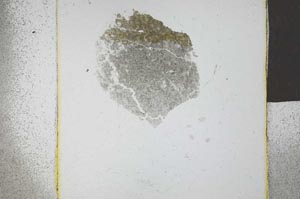 Plane Polarized, S23941/A