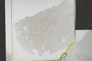 Plane Polarized, S23942