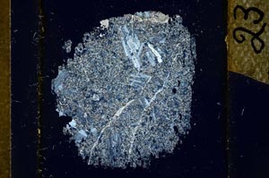 Cross Polarized, S23946