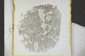 Plane Polarized, S23946