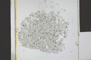 Plane Polarized, S23949