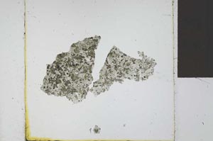 Plane Polarized, S23954