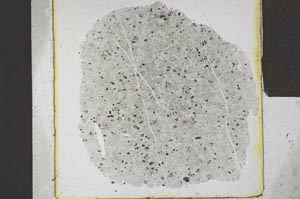 Plane Polarized, S23960