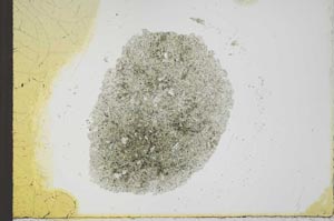 Plane Polarized, S23964