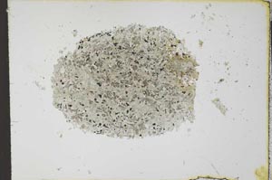 Plane Polarized, S23971
