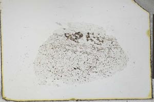 Plane Polarized, S23976