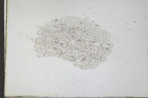 Plane Polarized, S23977