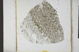 Plane Polarized, S23978